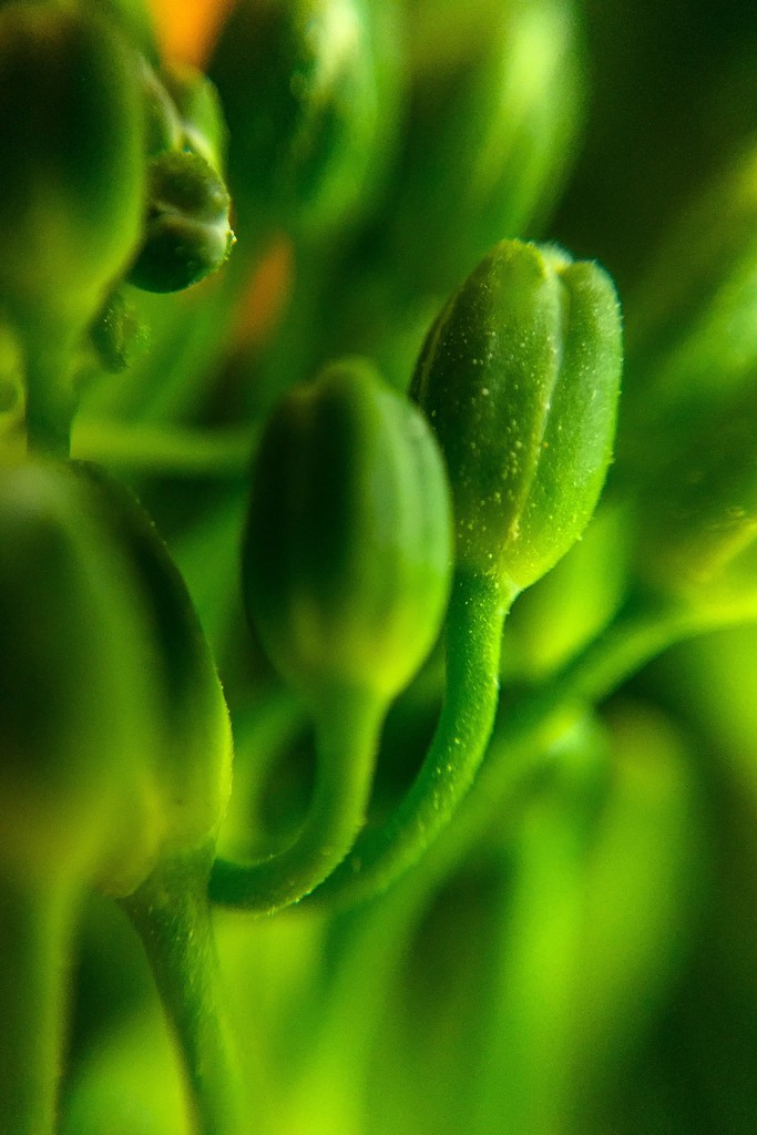 Tender Stem Broccoli  by imnorman