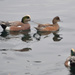 American Wigeon by stephomy