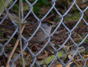 16th Nov 2019 - Golden-crowned Sparrow