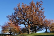 18th Nov 2019 - Oak tree