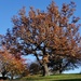 Oak tree by rosie00