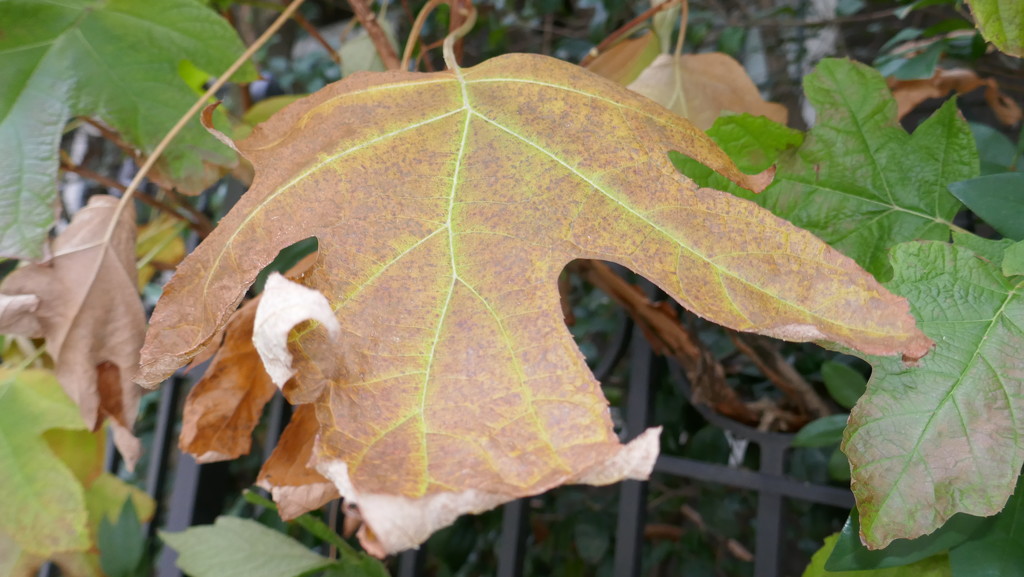 Leaves of autumn, Atlanta by swagman