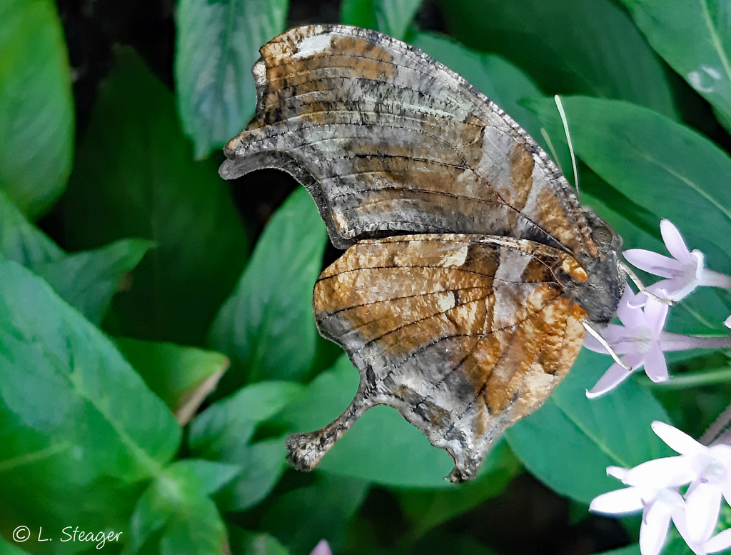 pearly leafwing by larrysphotos