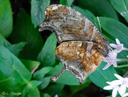 18th Nov 2019 - pearly leafwing