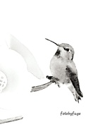 18th Nov 2019 - Artistic hummingbird