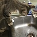 Water your cat daily by tatra