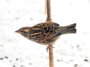 18th Nov 2019 - Sparrow on a stick 