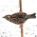Sparrow on a stick  by amyk