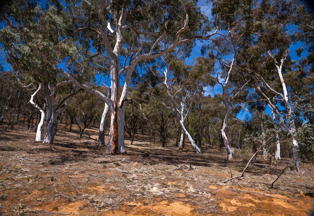 Gum trees by pusspup