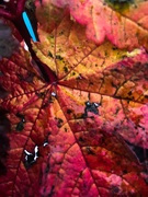 3rd Nov 2019 - Autumn Leaf