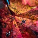 Autumn Leaf by clay88