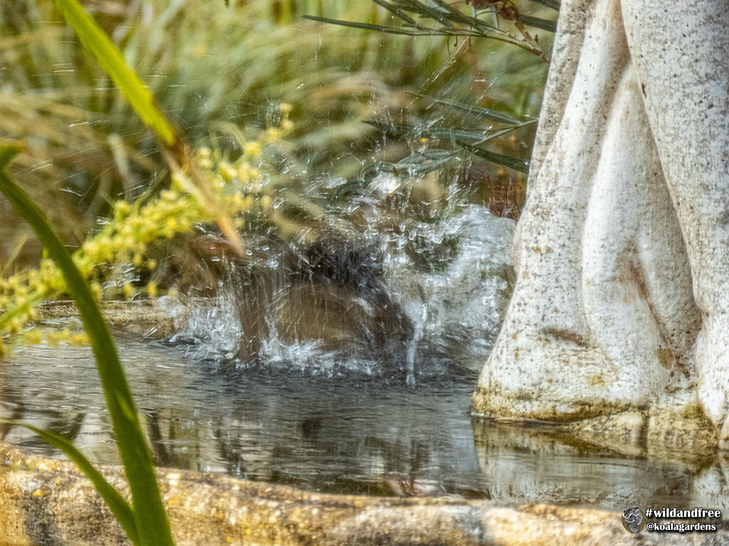 splish splash by koalagardens