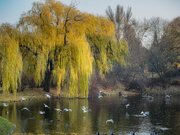 18th Nov 2019 - Weeping Golden Willow