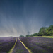 Mayfields lavender farm by sdutoit