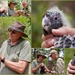 Banding Endangered Carnaby's Black Cockatoo Chicks DSC_5158 by merrelyn