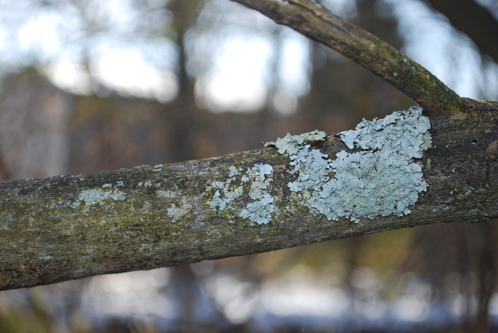 liking the lichen by stillmoments33