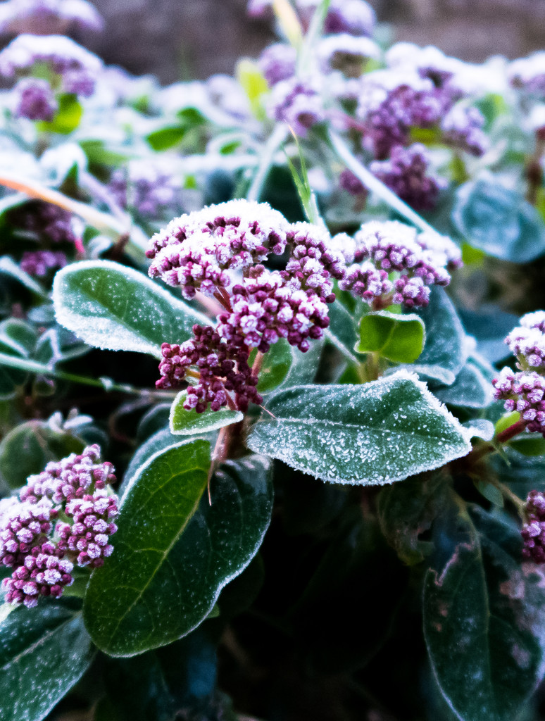 Frosted flowers by peadar