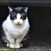 RK3_5870 Wood Lane cat by rosiekind