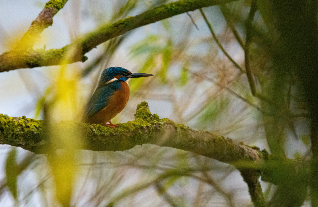 Kingfisher through the brances by stevejacob