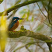 Kingfisher through the brances by stevejacob