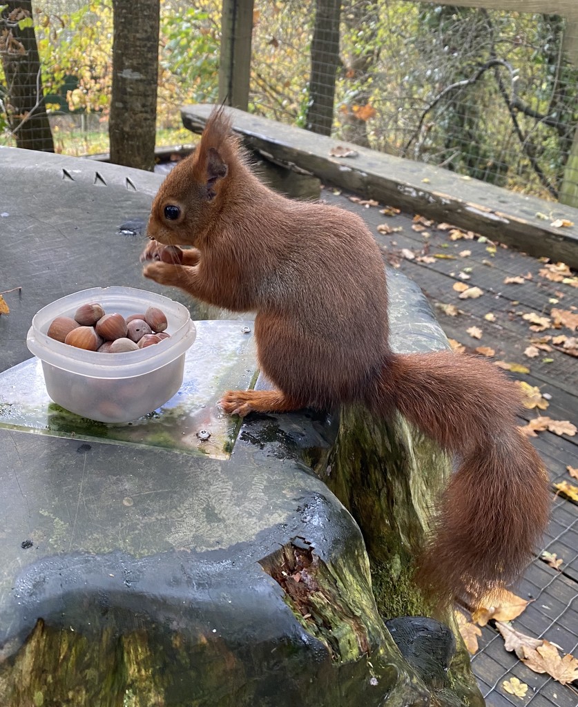 Red Squirrel  by tinley23