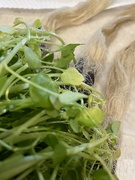 19th Nov 2019 - Watercress with roots
