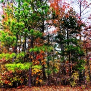 19th Nov 2019 - Autumn Trees In NC