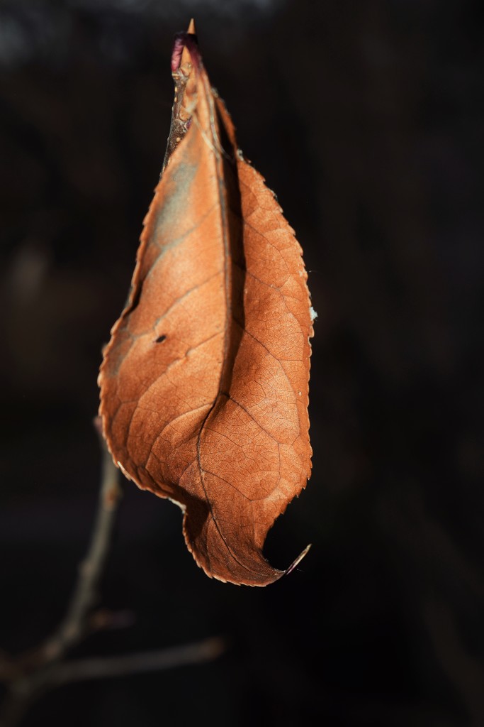 Dried leaf with flash by sandlily