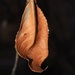Dried leaf with flash by sandlily