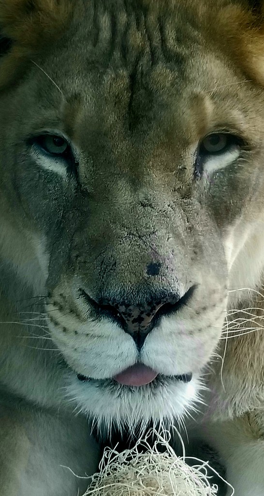 Lion Close Up by randy23