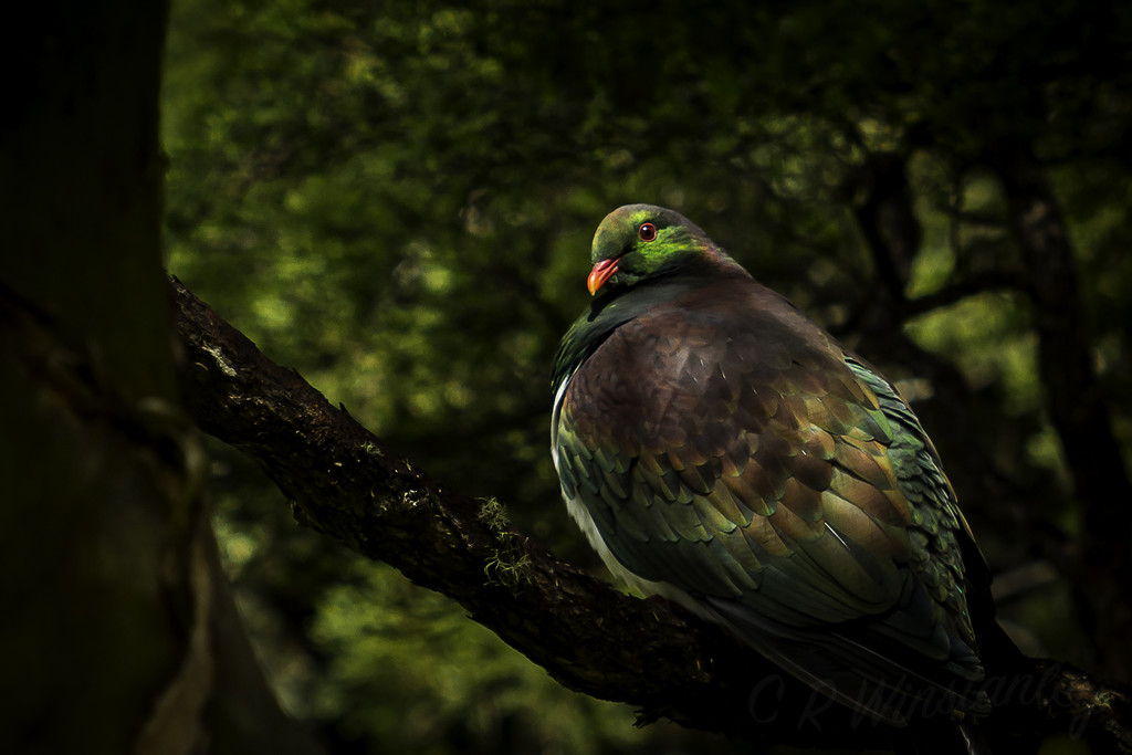 Kereru by kipper1951