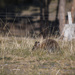 Lets play - Hide, go seek a Wallaby by kgolab