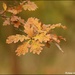 Autumn/fall colours by rosiekind