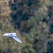Barn Owl on the way to hunt by padlock