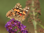 20th Sep 2019 - Apparently, it’s now the Painted Lady time of year