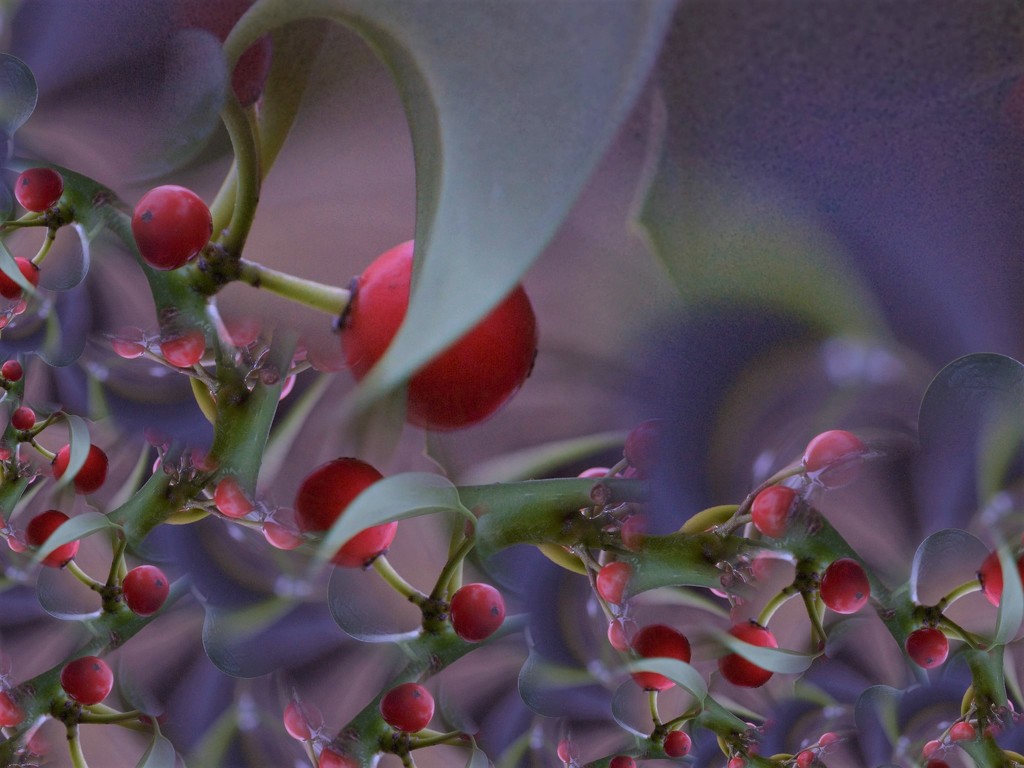 Holly berries.......... by ziggy77