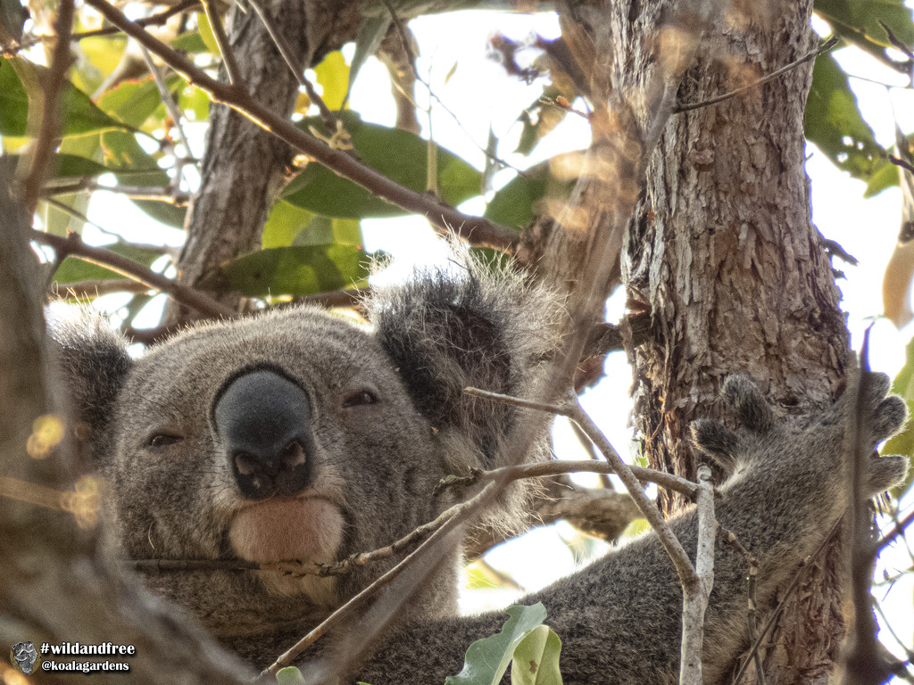roll call by koalagardens