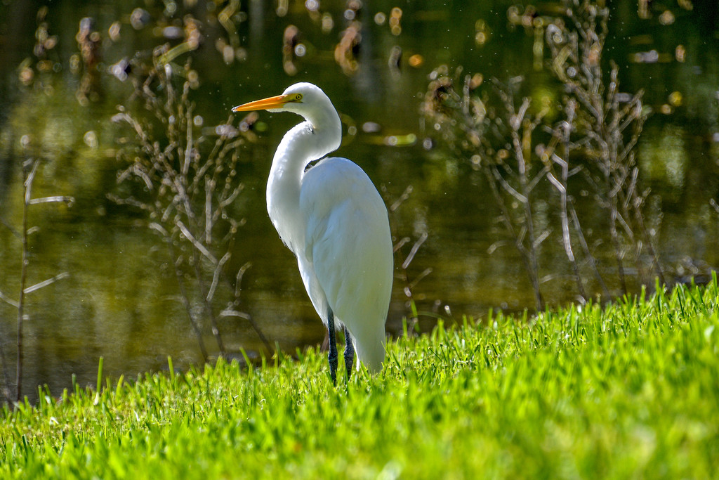 Great Egret by danette