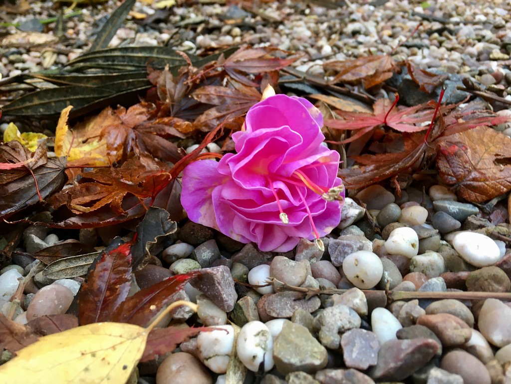 Fallen flower by rosie00