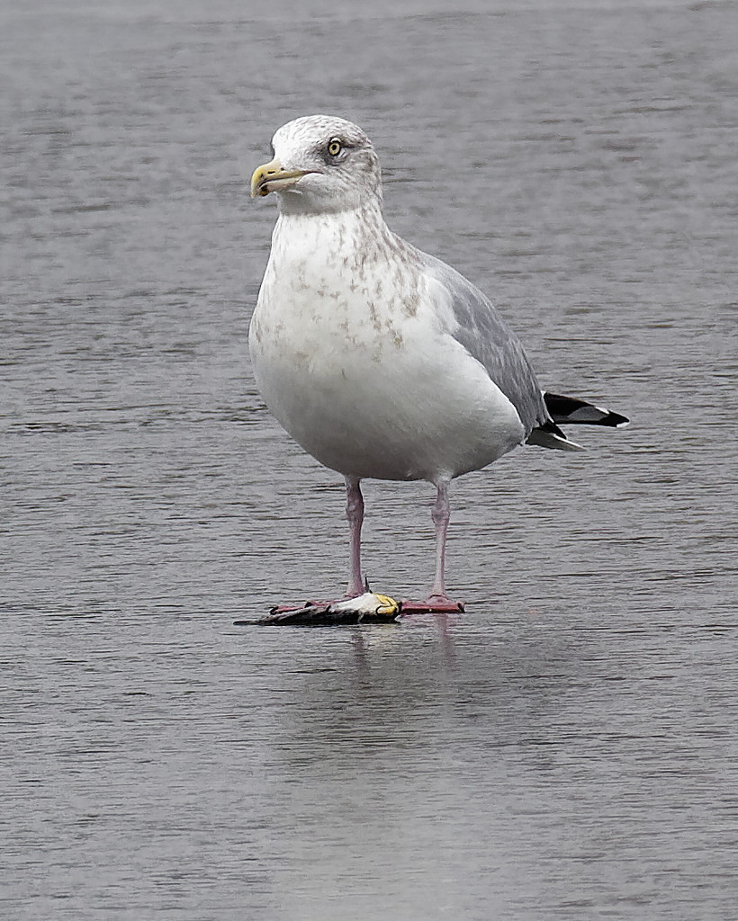 gull with food by rminer