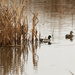 mallards and tall grass by rminer