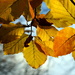 Last of the Autumn Colours (Pentax M SMC 50mm f1.7) by phil_howcroft