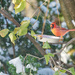 Winter Cardinal by gardencat