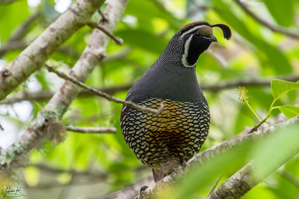 Partridge in a Pear Tree by yorkshirekiwi