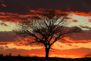 18th Nov 2019 - Tree and Layers of Kansas Sky