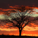 Tree and Layers of Kansas Sky by kareenking