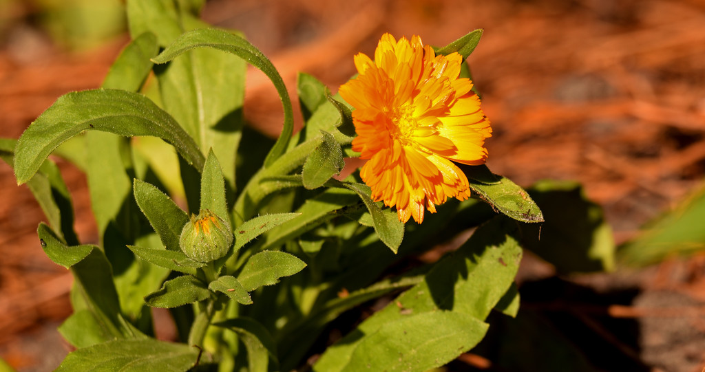 Orangish/Yellowish Flower! by rickster549