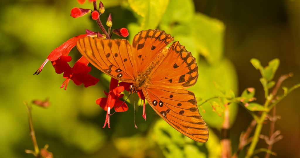 Gulf Fritillary Butterfly! by rickster549