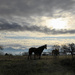 Horses Under Skyscape by kareenking