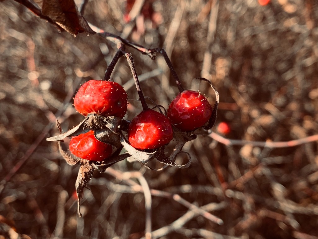 Berries by kdrinkie